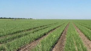 Лук на почвенных гербицидах