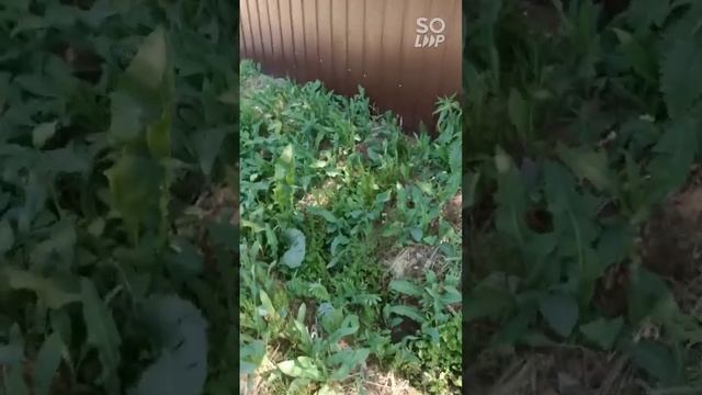 обработка сорняков средством Торнадо из аккумуляторного опрыскивателя. смотреть онлайн