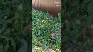 обработка сорняков средством Торнадо из аккумуляторного опрыскивателя.