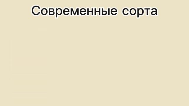 Антуриум смотреть онлайн