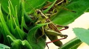 В траве сидел кузнечик/совсем как огуречик\лягушка\Песни для детей\для малышей