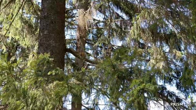 Фраме Тамер на Зарядке | Внутреннее Состояние | Главная мысль стрима смотреть онлайн