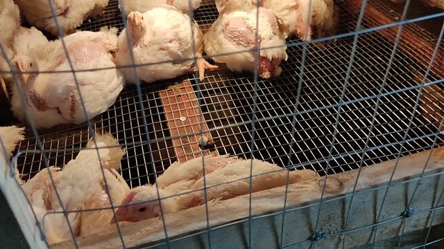Маленький загон с сетчатым полом для цыплят бройлеров своими руками. ИТОГ. 17052023.