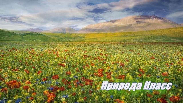 Цветочные поля Природа Класс The flower fields. Amazing nature смотреть онлайн