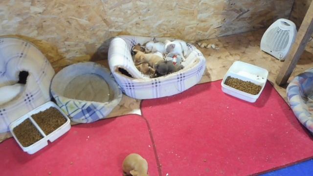 Щенки породы ЧИХУАХУА кушают ТВОРОГ / Дождливый день - сладко спим / купить чихуа в питомнике РКФ смотреть онлайн