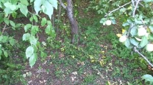 Яблоня "Розмарин белый" - не проблемный сорт. Хорош для мочения.