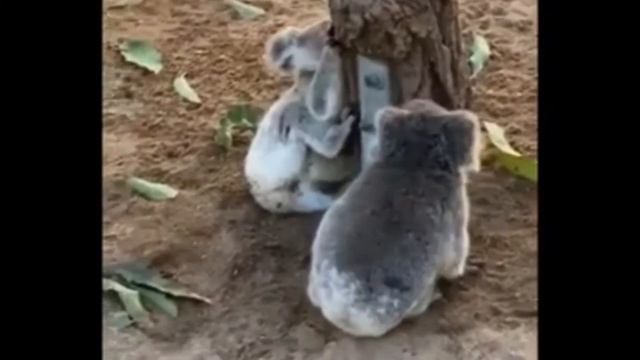Cute Fluffy Koala Fight смотреть онлайн