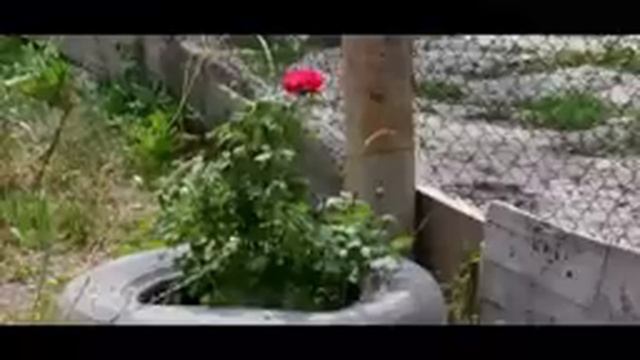 Village Life | Grandma Rose cooking KUTAB with greens смотреть онлайн