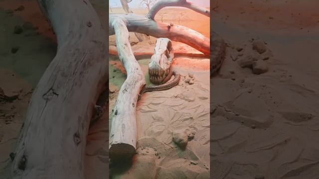 песчаный удав смотреть онлайн