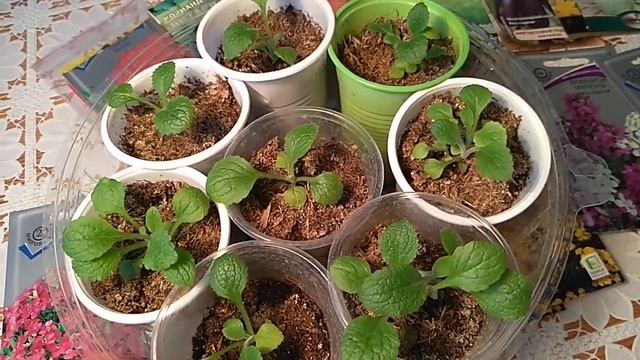 Как вырастить Наперстянку из семян. смотреть онлайн