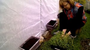 Посадка однолетников.  Сальвия, Львиный зев, Бархатцы тонколистные.