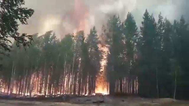 Югорск. Пожар в лесу.
