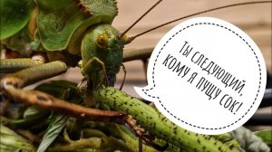 Гигантский кузнечик точит малинку. Страшное показываем