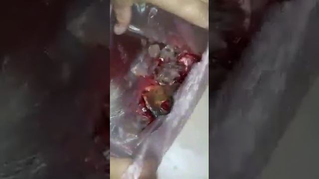 Сравнение клариевого сома с нашим карпом смотреть онлайн