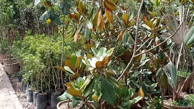 MAGNOLIA GRANDIFLORA EVERGREEN SMART FLOWERING PLANT смотреть онлайн