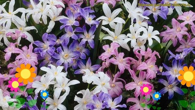 Хионодокса Микс (Хионодокса Mixed). Краткий обзор, описание характеристик, где купить луковицы Mixe