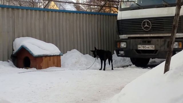 Собака не хочет сидеть на цепи смотреть онлайн