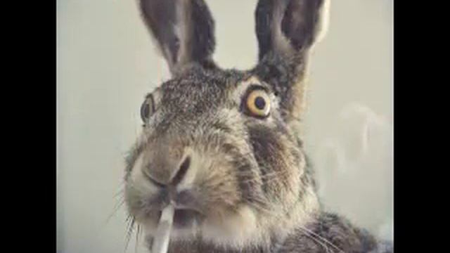 *|| ЗВУКИ ЖИВОТНЫХ ДИКОЙ АФРИКИ ||* смотреть онлайн