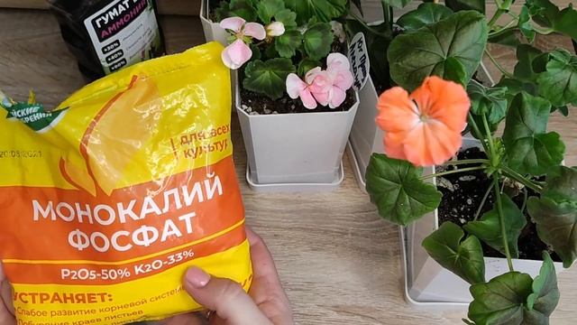 3 ГЛАВНЫХ УДОБРЕНИЯ ДЛЯ ПЕЛАРГОНИЙ, Успейте внести в МАРТЕ, Правильное поэтапное внесение удобрений смотреть онлайн