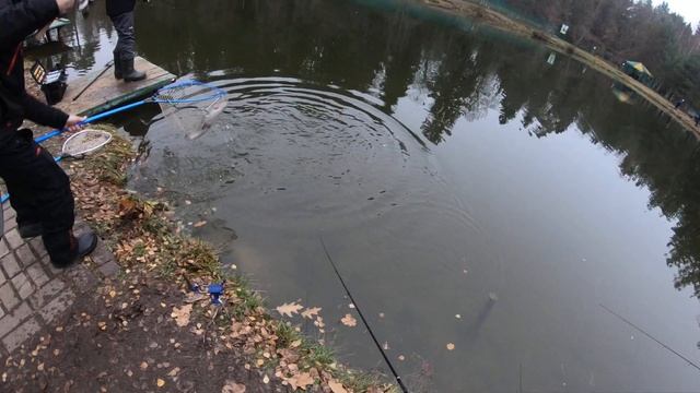 Голицыно Fish поймал-отпустил смотреть онлайн