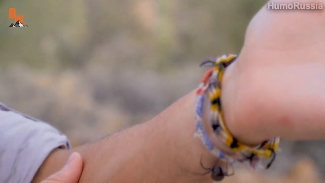 УКУСИТ ЛИ?! - ЧЁРНАЯ ВДОВА / СМЕРТЕЛЬНО ОПАСНЫЙ ПАУК / Койот Питерсон на русском смотреть онлайн