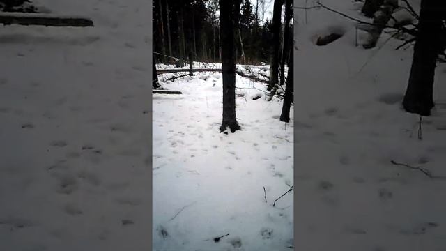Национальный парк Завидово в Тверской области смотреть онлайн