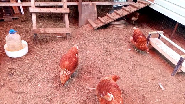 Куры смотреть онлайн