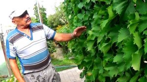 Виноград "Ливадийский черный" - отличный винный мускат!