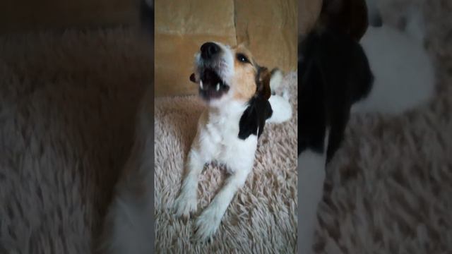 Собака поёт. смотреть онлайн