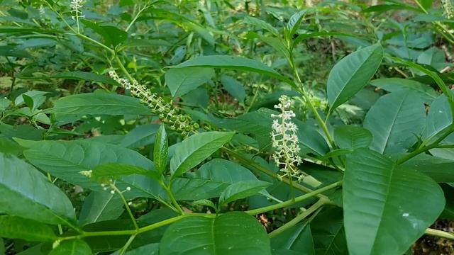 Фитоллака (лаконос) | Жизнь в Адлере смотреть онлайн