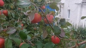 Обзор Яблони "Хоней Крисп"???