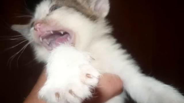 веселые котята смотреть онлайн