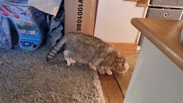 Папа кот прячется от кошки, которая громко мяукает и ищет его ? смотреть онлайн