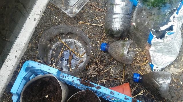 Сеем огурцы,кабачки ,тыквы и арбузы на рассаду смотреть онлайн