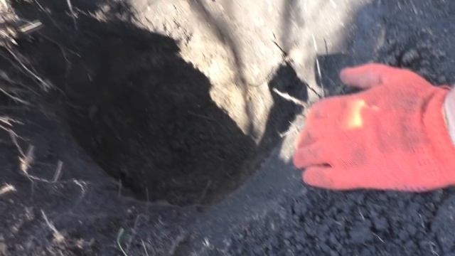 ЛЕЖАЛА НА ГЛУБИНЕ 1 МЕТР,А ВЕДЬ НЕ НАДО БЫЛО КОПАТЬ. смотреть онлайн