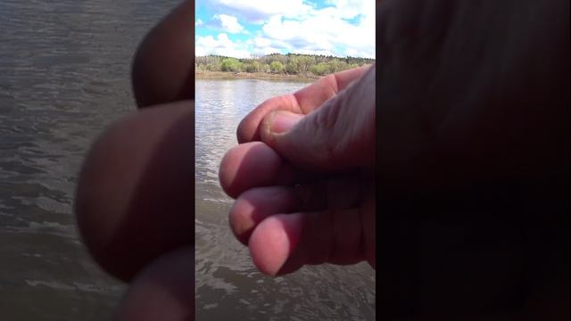 ДУМАЛ ЗАЦЕП, А ЭТО РЫБА! смотреть онлайн