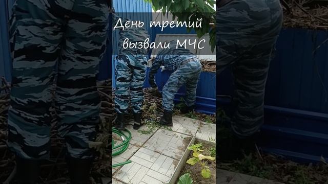 ГАДЮКА В САДУ В ВОЛГОГРАДЕ! УКУСИТ? смотреть онлайн