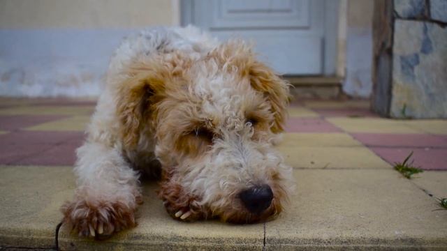 Собачка видит сон смотреть онлайн