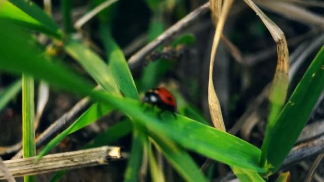 Secret Life of a LADYbug || Sony a7II + macro extension tubes смотреть онлайн