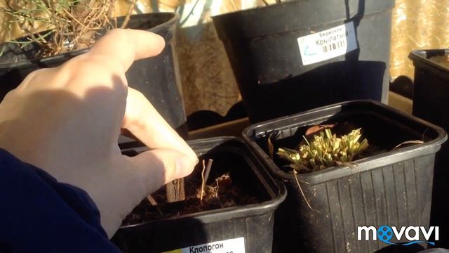 11 ноября . Растения из садко. Мечты сбываются. Нужен совет. смотреть онлайн