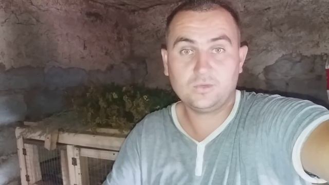 Зачем Пижма для кроликов? смотреть онлайн