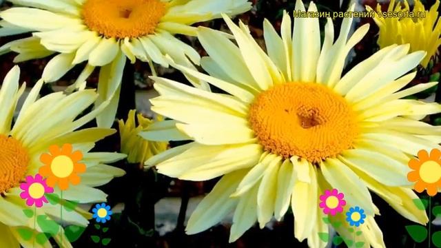 Нивяник наибольший Броадвей Лайтс. Краткий обзор, описание leucanthemum superbum Broadway Lights смотреть онлайн