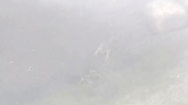 РАКи в Пруду Возле Дома и Выживший Карп Кои! смотреть онлайн
