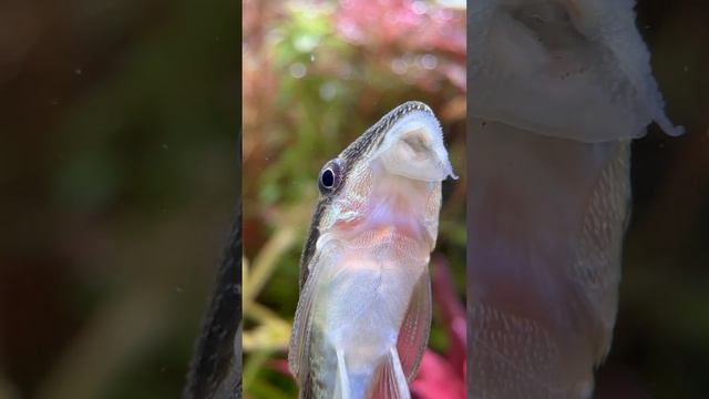 OTOCİNCLUS AFFİNİS clean time #akvaryum #aquarium #aquascape #plantedtank смотреть онлайн