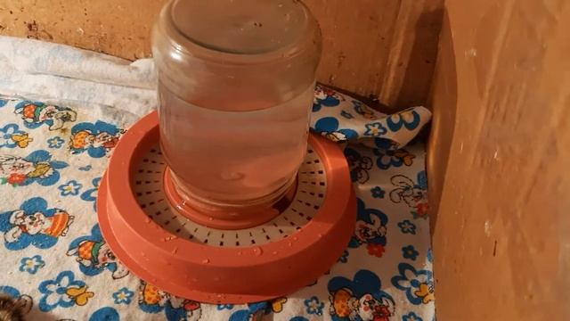 ?ПЕРЕПЕЛЯТА ПЕРВЫЕ ДНИ ЖИЗНИ? смотреть онлайн
