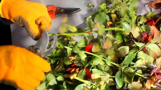 Осеннее черенкование роз 6 простых правил. У Вас все получится! смотреть онлайн