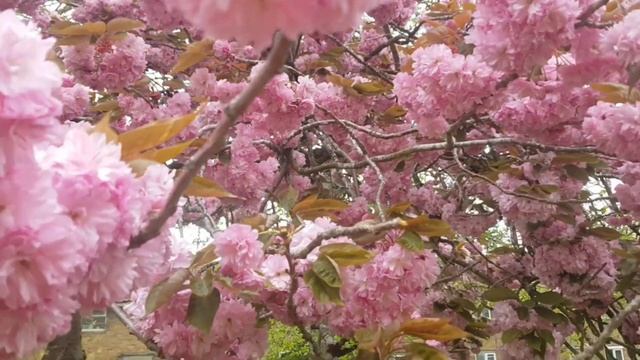 Жизнь в Англии. Прогулка по Великобритании. Торговый центр в Англии смотреть онлайн