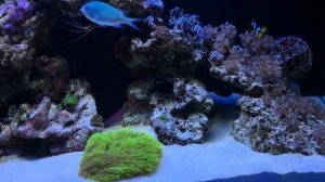 Мой морской аквариум juwel rio 125 - 20.04.2018