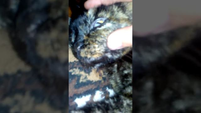 Моя агрессивная кошка. смотреть онлайн