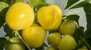 02-08-2024 огородный влог: капусту гусеницы жрут, томатов изобилие!